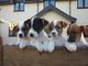 Capa lisa Jack Russell Terrier - Foto 1