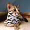 Disponible F1, F2 y sabana serval, caracal y gatitos Ocelot - Foto 1
