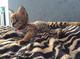 Disponible F1, F2 y sabana serval, caracal y gatitos Ocelot - Foto 4