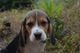 Espectáculo Tipo cachorros Beagle - Foto 1