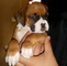 Fornido robusto los cachorros boxer