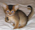 Gratis abisinio gato disponibles listo - Foto 1
