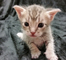 Gratis aceptables finas gatitos ocicat disponibles - Foto 1