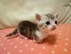 Gratis aceptables munchkin gatitos disponibles - Foto 1