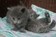 Gratis aceptables nebelung gatitos disponibles - Foto 1