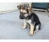 Gratis adorable cachorro de pura raza pastor alemán disponibles