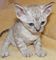 Gratis adorables devon rex gatitos disponibles