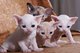 Gratis adorables gatitos de cornualles del rex disponibles