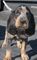 Gratis afloramiento de ganso azul cachorros disponibles - Foto 1