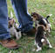 Gratis aguilucho cachorros disponibles - Foto 1