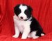 Gratis akc cachorros border collie cachorros