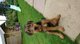 Gratis akc registrados airedale terrier cachorros lista