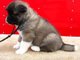 Gratis akita perritos disponibles