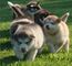 Gratis alaskan malamute cachorros listo - Foto 1