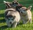 Gratis alaskan malamute cachorros listo