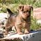 Gratis australiano terrier cachorros listo