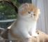 Gratis azucarados persas gatitos disponibles - Foto 1