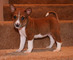 Gratis basenji cachorros lista - Foto 1