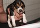 Gratis beagle cachorros listo