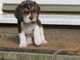 Gratis Beagle cachorros para adopcion - Foto 1