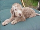 Gratis Bedlington terrier de cachorros lista - Foto 1
