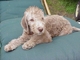 Gratis bedlington terrier de cachorros lista