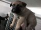 Gratis belga cachorros lista