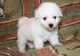 Gratis Bichon Frisé cachorros lista - Foto 1