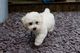 Gratis Bichon Frisé cachorros lista - Foto 1