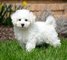 Gratis blanco Bichon Frise cachorros - Foto 1