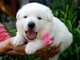 Gratis blanco cachorros de pastor suizo disponibles - Foto 1