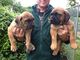 Gratis boerboel cachorros para adopcion - Foto 1