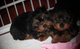 Gratis bonitos yorkshire terrier cachorros disponibles