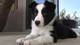 Gratis Border Collie cachorro disponibles - Foto 1