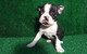 Gratis bostón terrier cachorros disponibles - Foto 1
