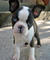 Gratis boston terrier cachorros disponibles