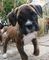 Gratis boxeador cachorros listo