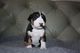 Gratis bull terrier inglés cachorros disponibles