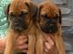 Gratis Bullmastiff cachorros disponibles - Foto 1