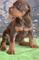 Gratis caballero cachorros listo para adopcion