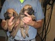 Gratis cachorro bullmastiff cachorros listo