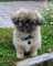 Gratis cachorro de perro de aguas tibetano disponibles - Foto 1