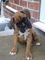 Gratis cachorro de terrier de Boston disponibles - Foto 1