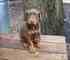 Gratis cachorro doberman pinscher lista - Foto 1