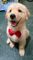 Gratis cachorro goldendoodle listo - Foto 1