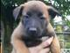 Gratis cachorro malinois belgas disponibles