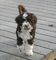Gratis cachorros de agua portugueses disponibles - Foto 1