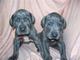 Gratis cachorros grandes dane disponibles