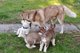 Gratis cachorros husky siberiano disponibles - Foto 1