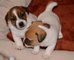 Gratis cachorros jack russell muy pequeña disponibles